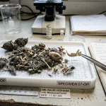 Dissected owl pellet showing small mammal bones in laboratory
